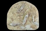 Crinoid Cluster (Macrocrinus & Abrotocrinus) - Crawfordsville #94384-1